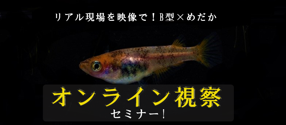 就労継続支援B型×めだか