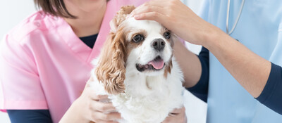 【動物病院向け】業績が上がる人事評価制度構築ソリューション