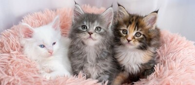 動物病院の集客支援