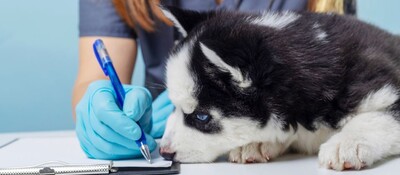 動物病院の教育体制の構築支援