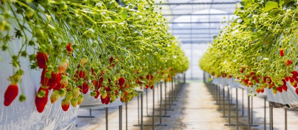 【高収益型】観光いちご農園参入コンサルティング