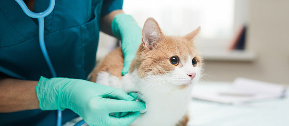 【動物病院向け】飼い主の信頼と成約率を高めるカウンセリング術